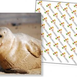 Huurdies Cadeautip! Oceaan Memory - Oceaan - Memory Spel - 70 Stuks - Schoencadeautjes Sinterklaas -educational games Winkel 550x386