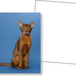 Huurdies Cadeautip! Katten Memory - Katten - Memory Spel - 70 Stuks - Schoencadeautjes Sinterklaas -educational games Winkel 550x386 4