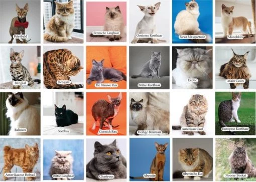 Huurdies Cadeautip! Katten Memory - Katten - Memory Spel - 70 Stuks - Schoencadeautjes Sinterklaas -educational games Winkel 550x392 7