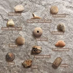 Merkloos Dr. Daz Fossielen Opgravingsset Voor Kinderen Opgravingsfossielen Experimentdoosjes Voor Kinderen Van 7 8 9 10 Jaar Zie Ook Doos 5542