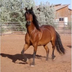 Brainstorm Toys Zaklampprojector Horse - Paarden -educational games Winkel 550x734 5