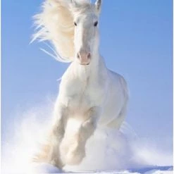 Brainstorm Toys Zaklampprojector Horse - Paarden -educational games Winkel 550x821 1